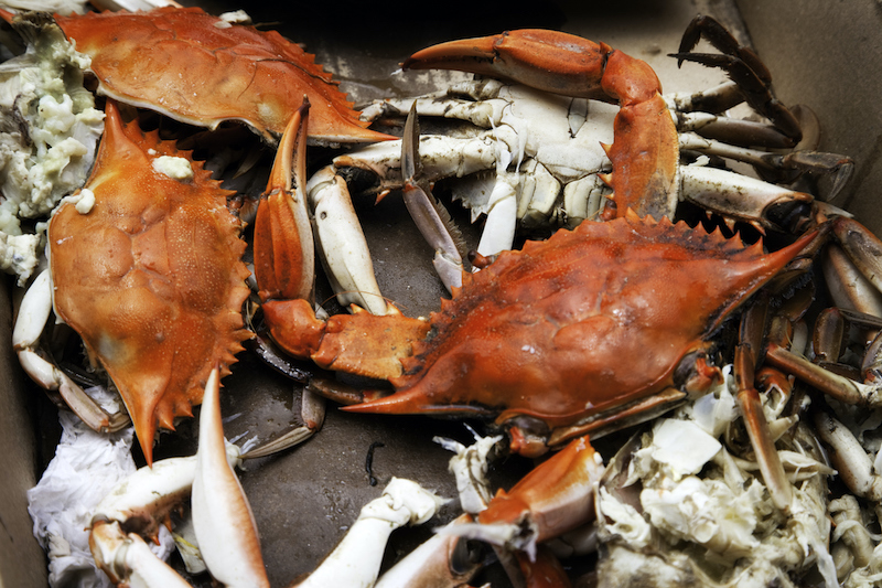 Attend the Blue Crab Festival while you visit the Myrtle Beach area