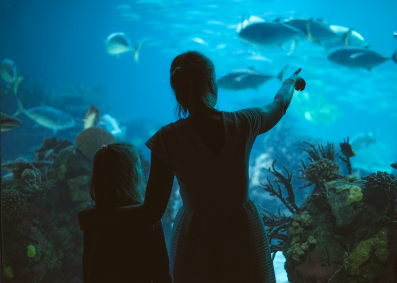 A family enjoys time at the aquarium in Myrtle Beach