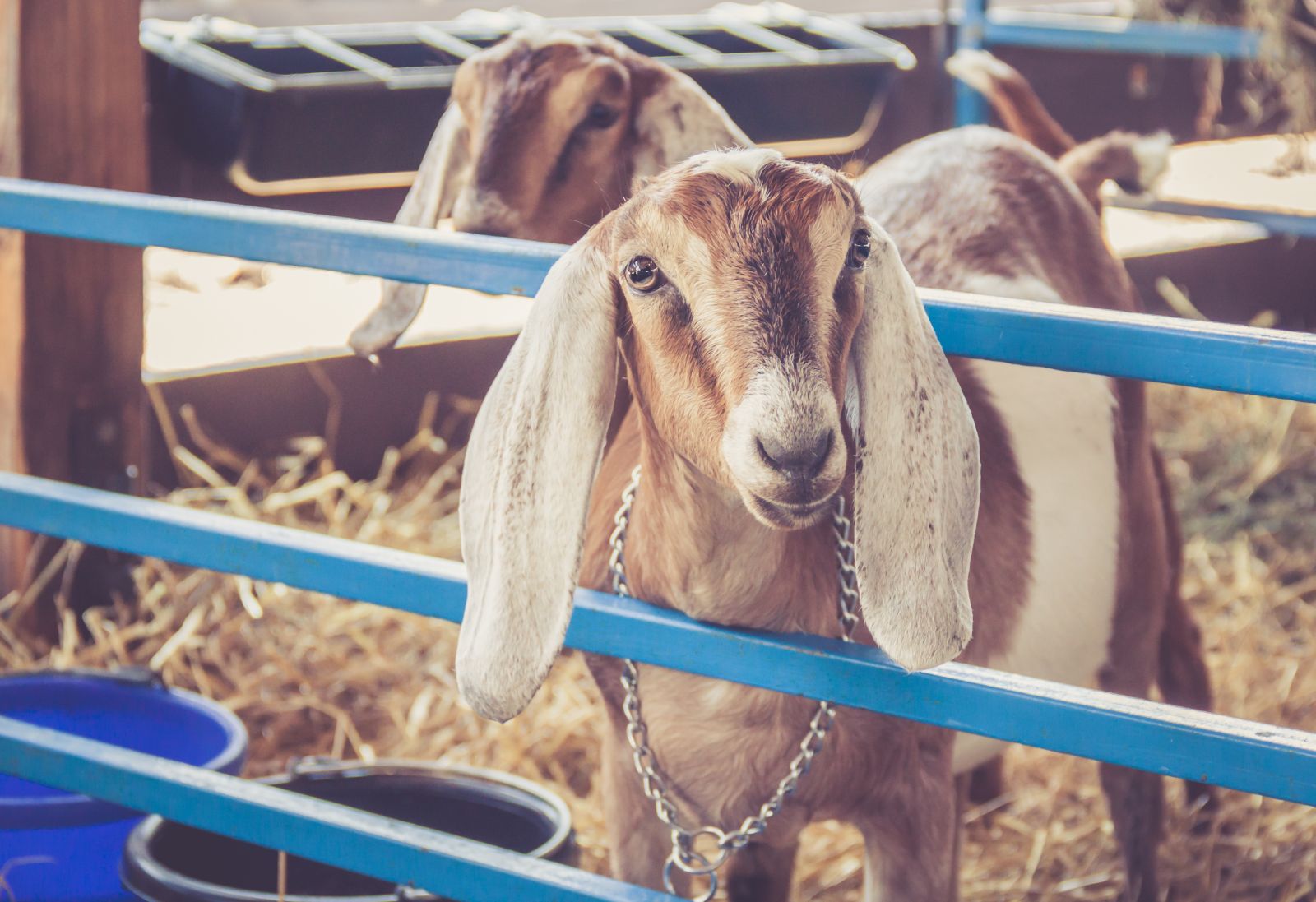 Goat at a county fair