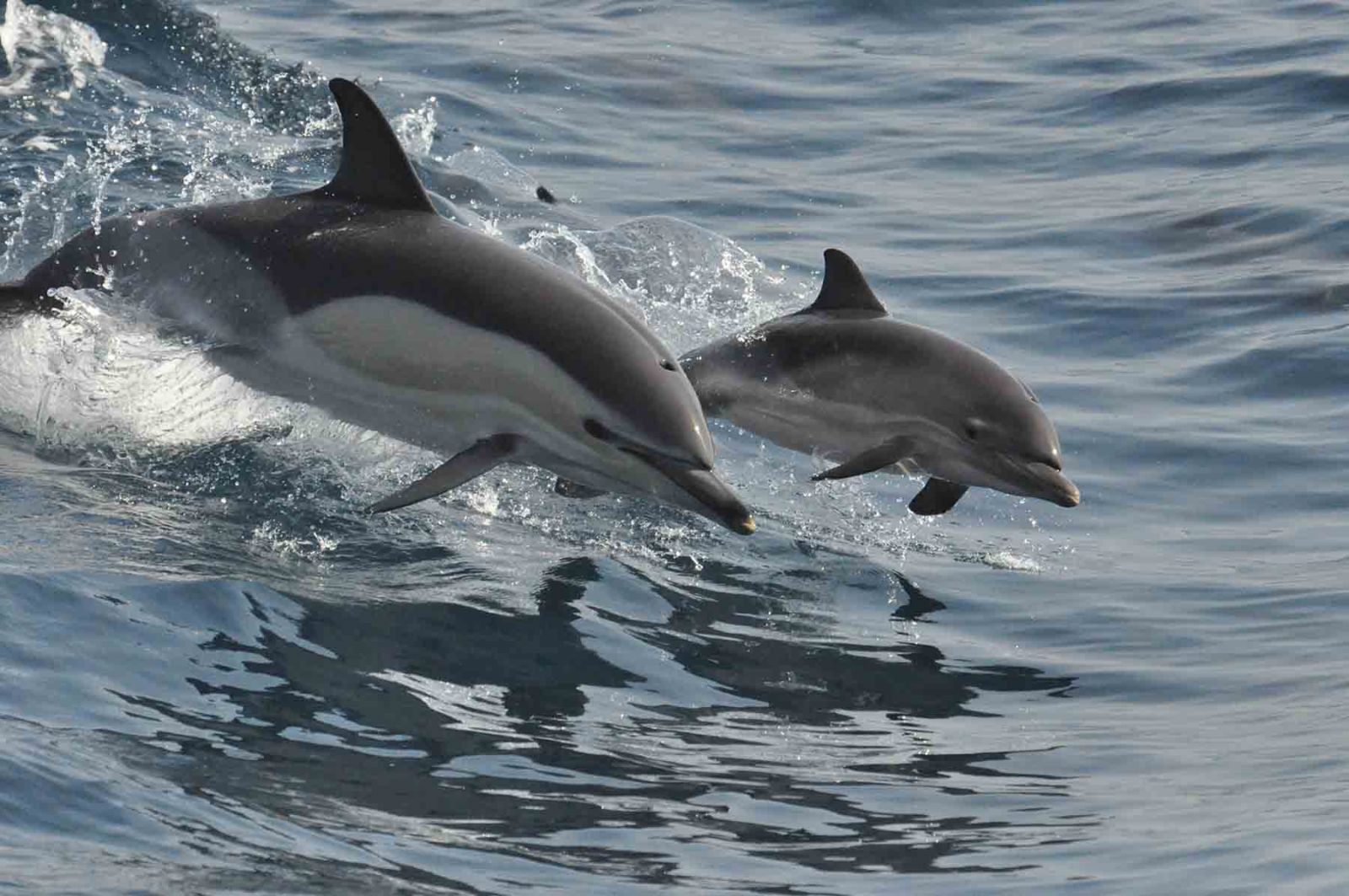 A bottlenose dolphin mom and baby