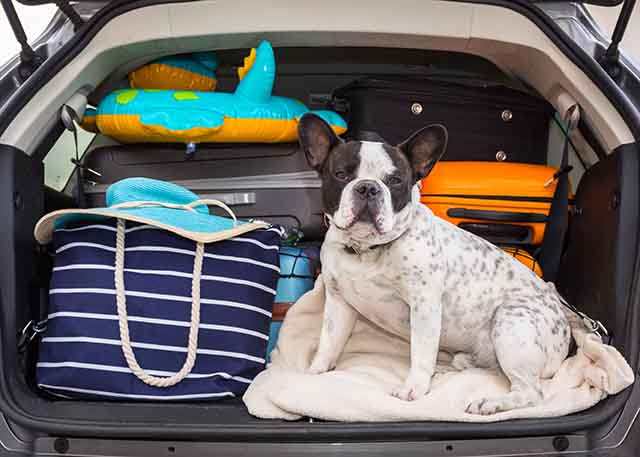 Dog in the back of a packed car ready for vacation