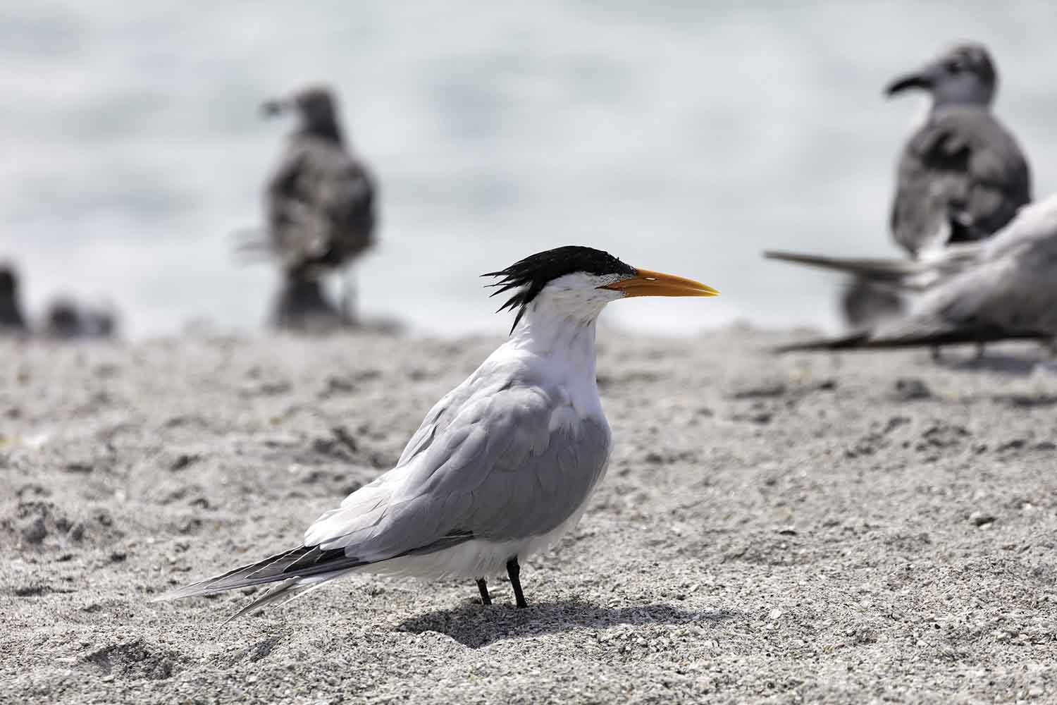 Royal tern in Myrtle Beach
