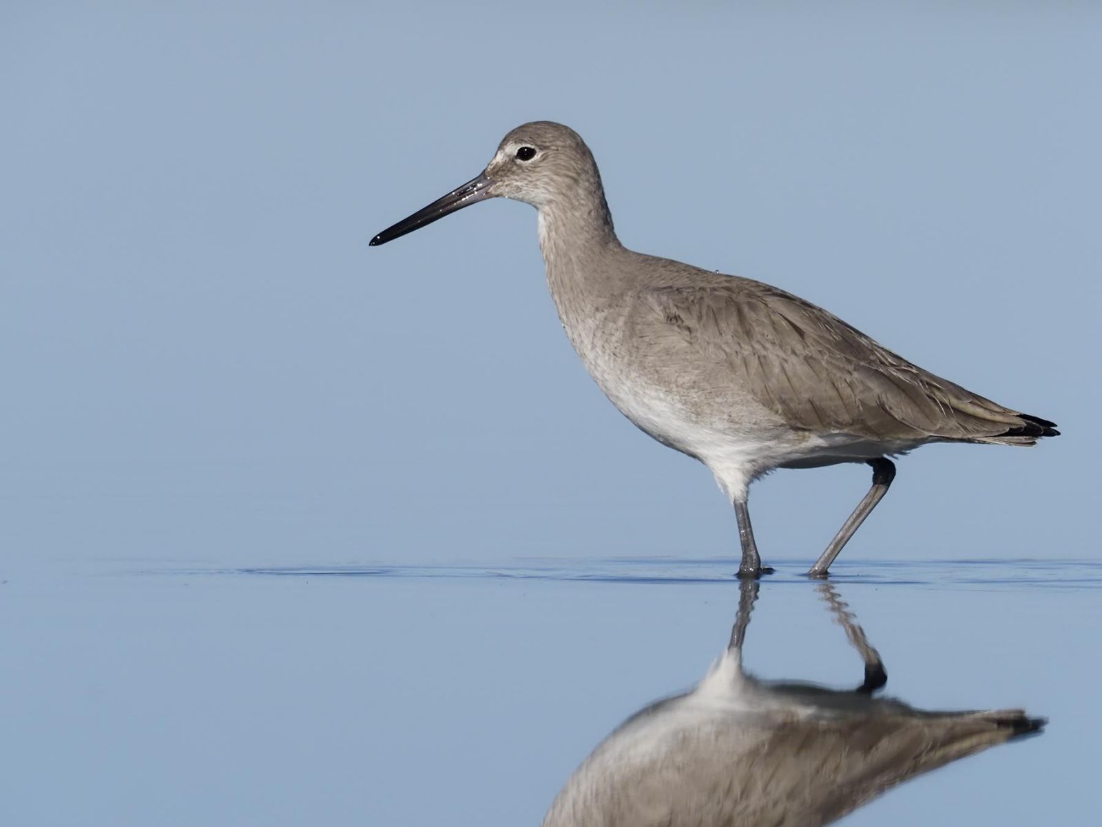 A Willet on the beach
