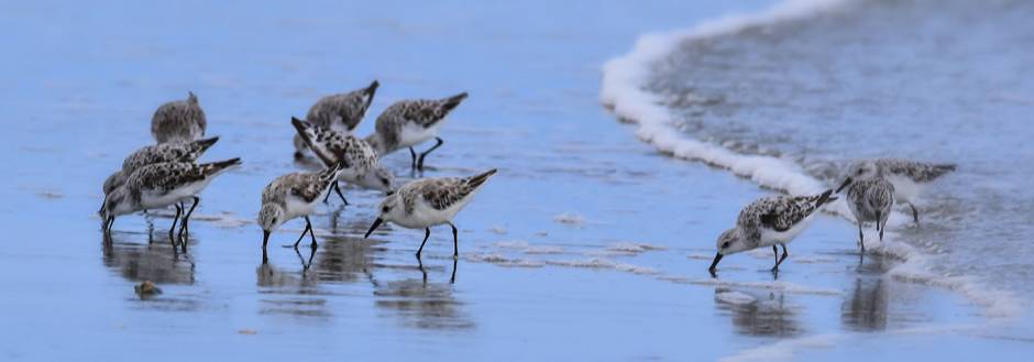 Sanderlings on Myrtle Beach in South Carolina