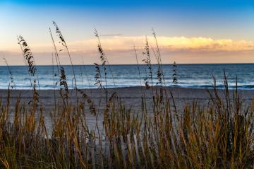 Dune grasses on a Carolina shore