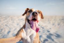 Happy smiling dog taking self portrait on the beach. 