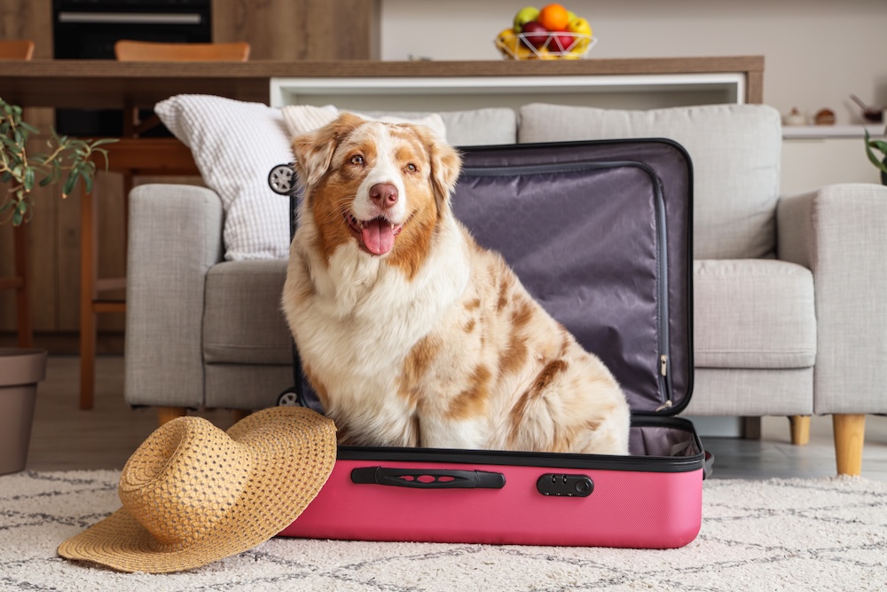 Adorable Australian Shepherd dog with suitcase and wicker hat sitting at home.