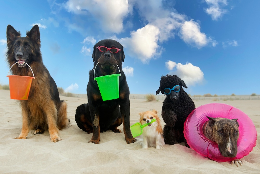 Dogs posing on the beach. 